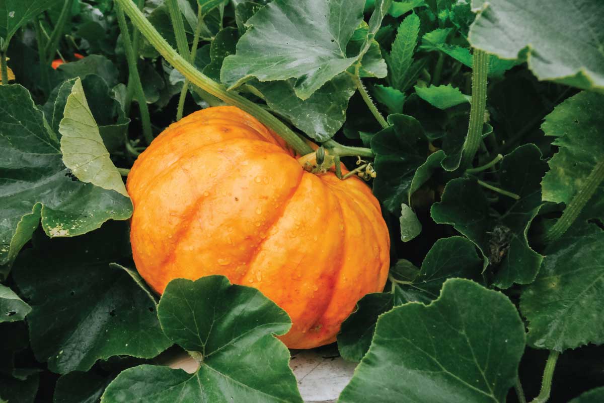 How and When to Harvest Pumpkins.