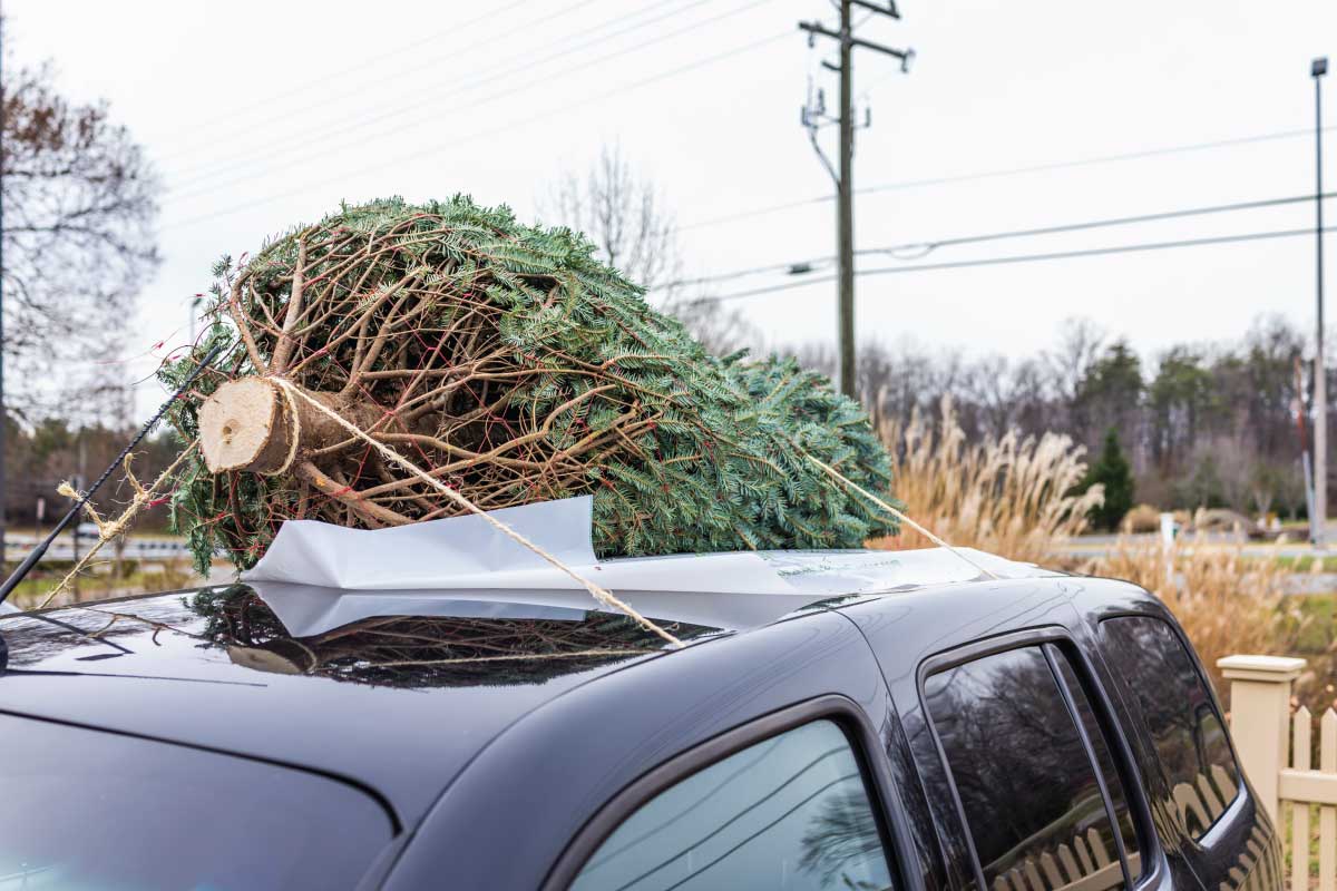 How to Tie a Christmas Tree to Your Car.