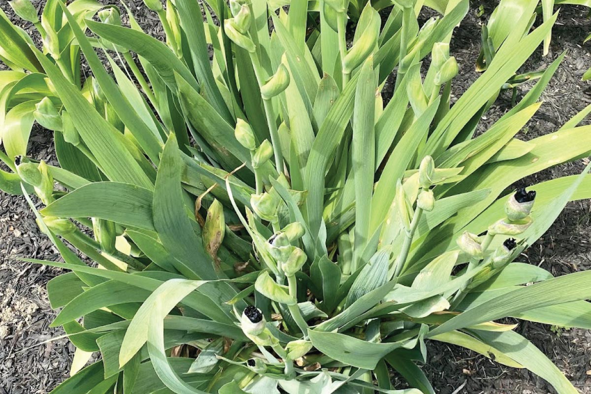 Iris clump.