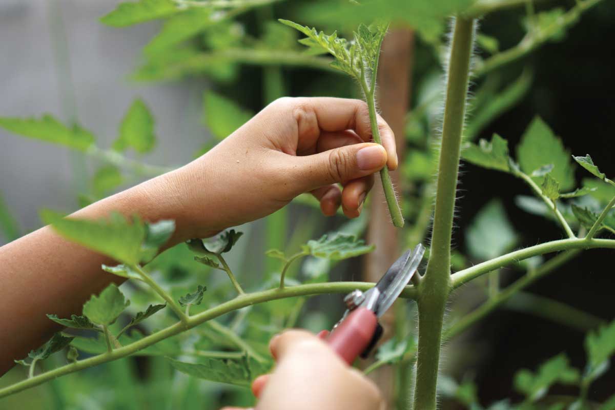 Pruning Indeterminate Tomatoes.