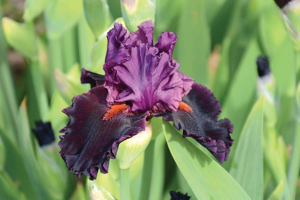 Purple iris bloom.