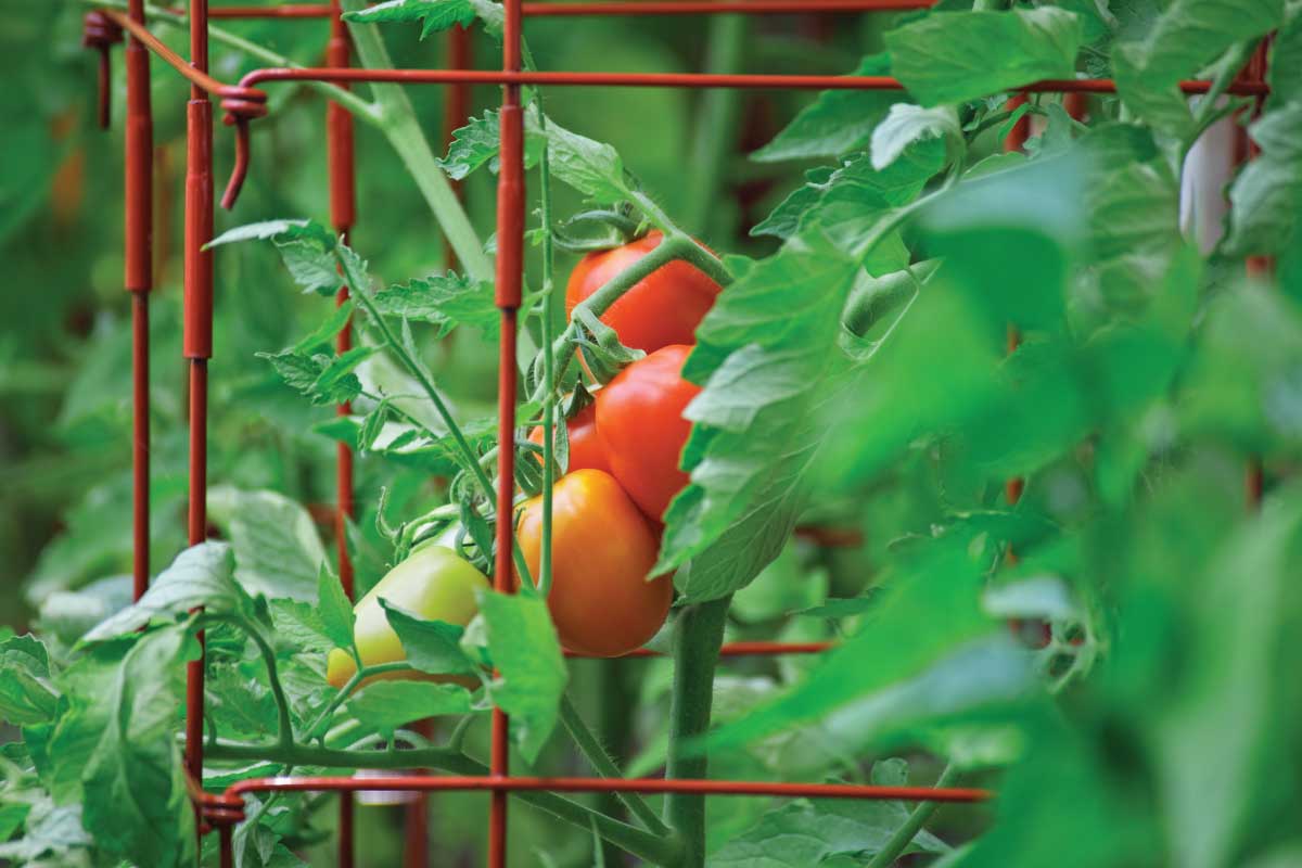 Roma Determinate Tomatoes.
