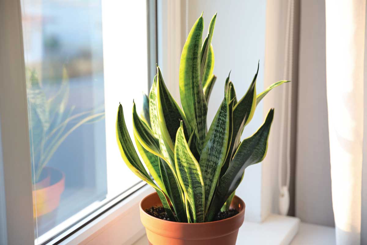 Snake Plant Care Guide.
