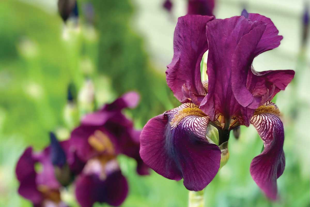 When & How to Divide Irises.
