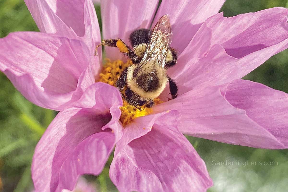Why Are Pollinators Important?